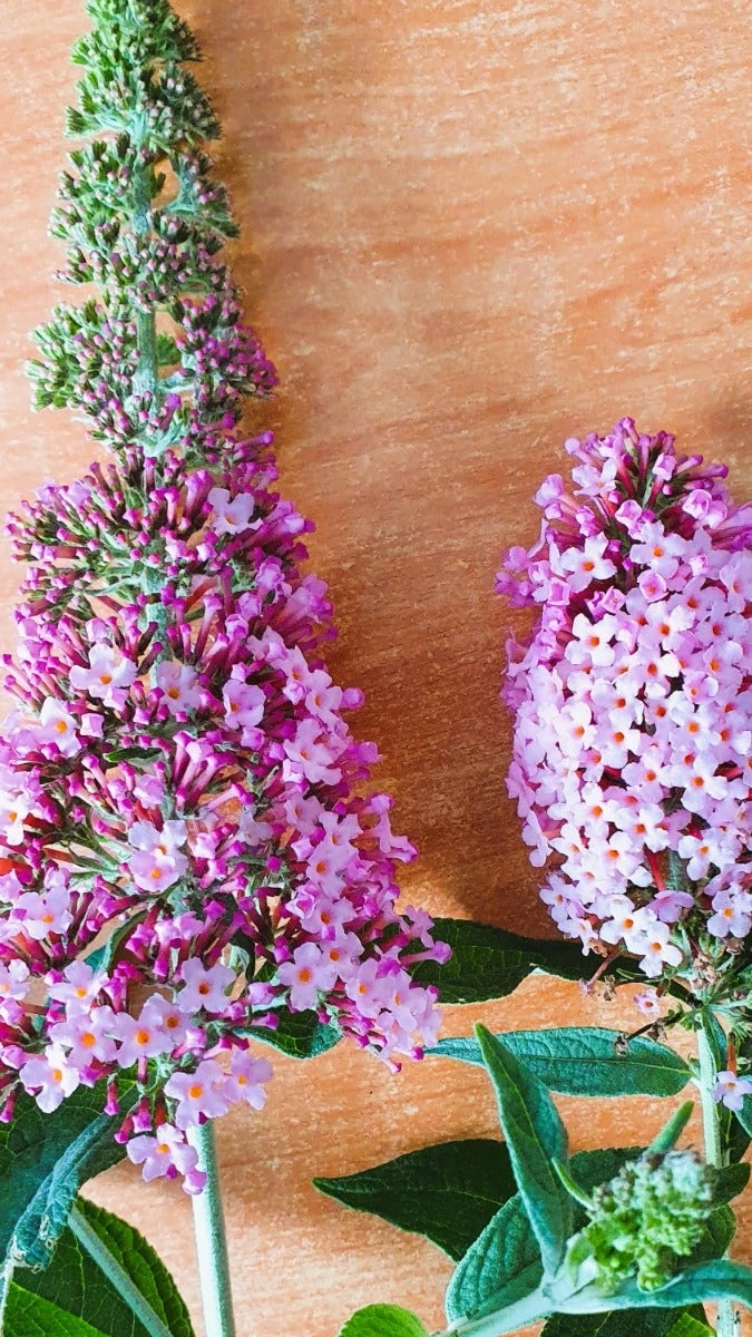 Vlinderstruik (Buddleja 'Pink Panther®') 4 Vlinderstruik (Buddleja 'Pink Panther®') - Afbeelding 2