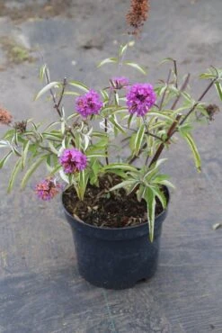 Vlinderstruik (Buddleja Davidii Petite 'Tutti Frutti') -PlantenPracht Winkel buddleja davidii petite tutti fruitti 2 3.00 vita nova 1