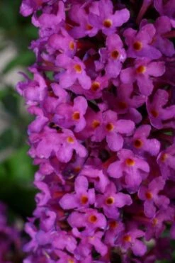 Vlinderstruik (Buddleja Davidii Petite 'Tutti Frutti') -PlantenPracht Winkel buddleja free petite tutti fruitti podoras 13 11 1