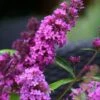 Vlinderstruik (Buddleja Davidii Petite 'Tutti Frutti') -PlantenPracht Winkel buddleja free petite tutti fruitti podoras 13 7 1