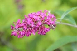 Vlinderstruik (Buddleja 'Miss Ruby') -PlantenPracht Winkel buddleja miss ruby 2 2