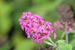 Vlinderstruik (Buddleja 'Miss Ruby') -PlantenPracht Winkel buddleja miss ruby 5 1