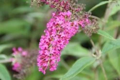 Vlinderstruik (Buddleja 'Miss Ruby') -PlantenPracht Winkel buddleja miss ruby 6 2