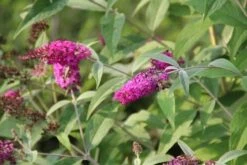 Vlinderstruik (Buddleja 'Miss Ruby') -PlantenPracht Winkel buddleja miss ruby 7 2