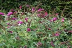 Vlinderstruik (Buddleja 'Miss Ruby') -PlantenPracht Winkel buddleja miss ruby 8