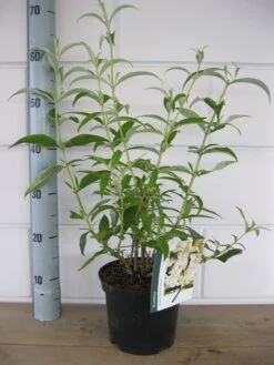 Vlinderstruik (Buddleja Davidii 'White Profusion') -PlantenPracht Winkel buddleja white profusion c3 10 7 2016
