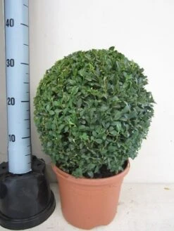 Buxusbol (Buxus Sempervirens, Bolvorm) -PlantenPracht Winkel buxus 30 cm bol