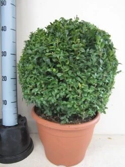 Buxusbol (Buxus Sempervirens, Bolvorm) -PlantenPracht Winkel buxus 35 cm bol