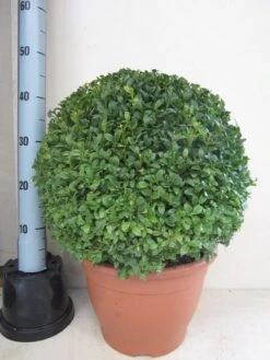 Buxusbol (Buxus Sempervirens, Bolvorm) -PlantenPracht Winkel buxus 40 cm bol