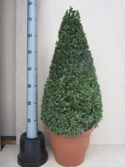 Buxus Als Pyramide (Buxus Sempervirens) -PlantenPracht Winkel buxus 50 60 pyramide