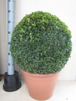 Buxusbol (Buxus Sempervirens, Bolvorm) -PlantenPracht Winkel buxus 50 cm bol