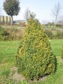 Buxus Als Pyramide (Buxus Sempervirens) -PlantenPracht Winkel buxus semp 160 180