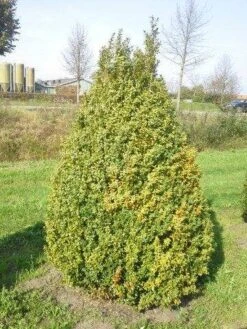 Buxus Als Pyramide (Buxus Sempervirens) -PlantenPracht Winkel buxus semp 160 180 1