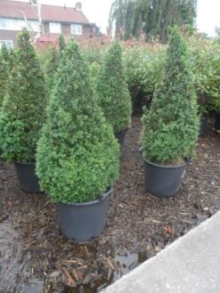 Buxus Als Pyramide (Buxus Sempervirens) -PlantenPracht Winkel buxus sempervirens 60 80 100 c35 pyramide