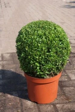 Buxusbol (Buxus Sempervirens, Bolvorm) -PlantenPracht Winkel buxus sempervirens bol