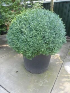 Buxusbol (Buxus Sempervirens, Bolvorm) -PlantenPracht Winkel buxus sempervirens bol 100 120 140 c350