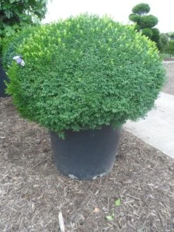 Buxusbol (Buxus Sempervirens, Bolvorm) -PlantenPracht Winkel buxus sempervirens bol 120 130