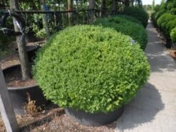 Buxusbol (Buxus Sempervirens, Bolvorm) -PlantenPracht Winkel buxus sempervirens bol 120 140