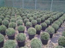 Buxusbol (Buxus Sempervirens, Bolvorm) -PlantenPracht Winkel buxus sempervirens bol 20 25 30 c7 10