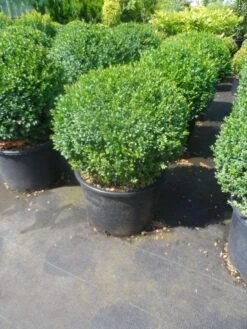 Buxusbol (Buxus Sempervirens, Bolvorm) -PlantenPracht Winkel buxus sempervirens bol 40 50