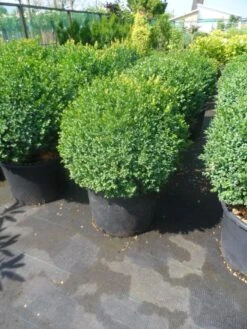 Buxusbol (Buxus Sempervirens, Bolvorm) -PlantenPracht Winkel buxus sempervirens bol 50 60