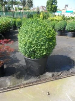 Buxusbol (Buxus Sempervirens, Bolvorm) -PlantenPracht Winkel buxus sempervirens bol 70 80