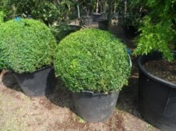 Buxusbol (Buxus Sempervirens, Bolvorm) -PlantenPracht Winkel buxus sempervirens bol 80 90 c110