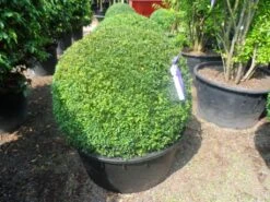 Buxusbol (Buxus Sempervirens, Bolvorm) -PlantenPracht Winkel buxus sempervirens bol 90 100 c200