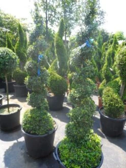 Buxus Als Spiraal (Buxus Sempervirens) -PlantenPracht Winkel buxus sempervirens spiraal 150 175 c50 70