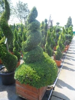 Buxus Als Spiraal (Buxus Sempervirens) -PlantenPracht Winkel buxus sempervirens spiraal 150 175 houten bak extra dik