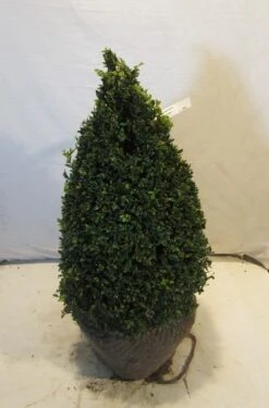 Buxus Als Pyramide (Buxus Sempervirens) -PlantenPracht Winkel buxuskegel060 070