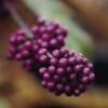 Schoonvrucht (Callicarpa Bodinieri 'Profusion') -PlantenPracht Winkel cabprofu 30 6