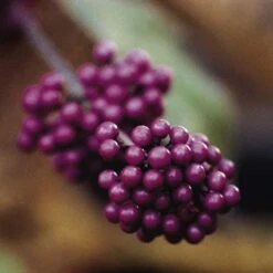 Schoonvrucht (Callicarpa Bodinieri 'Profusion')