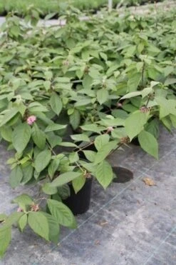 Schoonvrucht (Callicarpa Bodinieri 'Profusion') 12 Schoonvrucht (Callicarpa Bodinieri 'Profusion') -PlantenPracht Winkel callicarpa bodinieri profusion 2 1