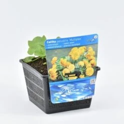 Dubbele Gele Dotterbloem (Caltha Palustris 'Multiplex') 7 Dubbele Gele Dotterbloem (Caltha Palustris 'Multiplex') -PlantenPracht Winkel caltha pal. multiplex 18x18 20180403185037