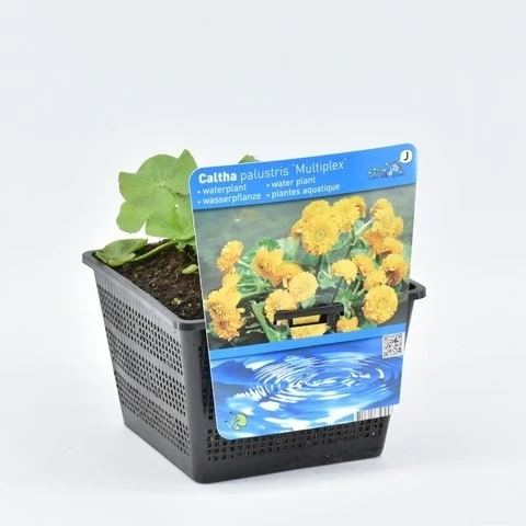 Dubbele Gele Dotterbloem (Caltha Palustris 'Multiplex') 4 Dubbele Gele Dotterbloem (Caltha Palustris 'Multiplex') - Afbeelding 2