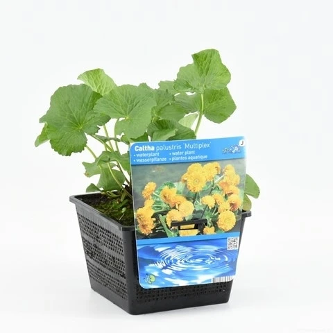 Dubbele Gele Dotterbloem (Caltha Palustris 'Multiplex') 3 Dubbele Gele Dotterbloem (Caltha Palustris 'Multiplex')