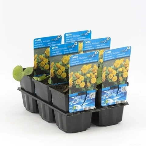 Dubbele Gele Dotterbloem (Caltha Palustris 'Multiplex') 6 Dubbele Gele Dotterbloem (Caltha Palustris 'Multiplex') - Afbeelding 4