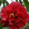 Camelia Als Leivorm (Camellia Japonica 'Doctor Burnside') -PlantenPracht Winkel cam 1