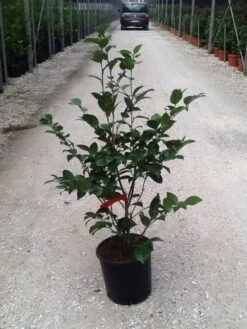 Camellia (Camellia Japonica 'Black Lace') -PlantenPracht Winkel camelia black lace c7 1