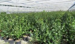 Camelia (Camellia 'Debbie') -PlantenPracht Winkel camellia 4