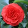 Camellia (Camellia Japonica 'Black Lace') -PlantenPracht Winkel camellia black lace