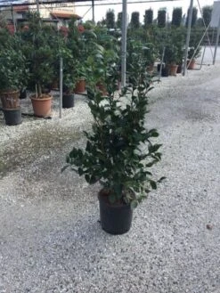 Camellia (Camellia Japonica 'Black Lace') -PlantenPracht Winkel camellia black lace c12 1