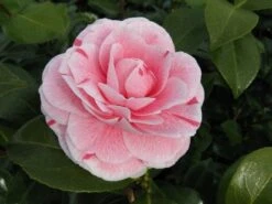 Camelia (Camellia Japonica 'Bonomiana') 8 Camelia (Camellia Japonica 'Bonomiana') -PlantenPracht Winkel camellia bonomiana 1