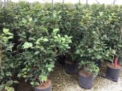 Camellia (Camellia Japonica 'Black Lace') -PlantenPracht Winkel camellia c12 2 2