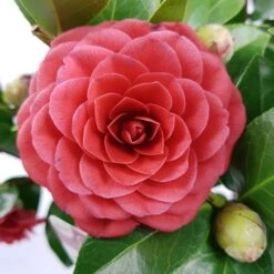 Camellia (Camellia Japonica 'Black Lace') -PlantenPracht Winkel camellia jap. black lace p15 premium 1