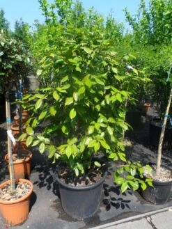 Camelia Als Leivorm (Camellia Japonica) -PlantenPracht Winkel camellia japonica 125 150 175 c50