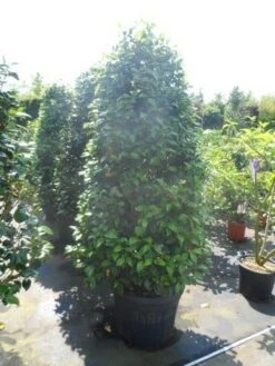 Camelia (Camellia 'Debbie') -PlantenPracht Winkel camellia japonica 175 200 1