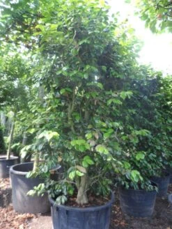 Camelia Als Leivorm (Camellia Japonica) -PlantenPracht Winkel camellia japonica 200 250 300 cont 1