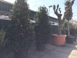 Camelia (Camellia, Rood) 26 Camelia (Camellia, Rood) -PlantenPracht Winkel camellia japonica 200 250 300 extra 1 1